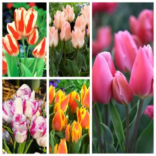 Tulip besar berbunga - varietas paling menarik - 50 pcs - 