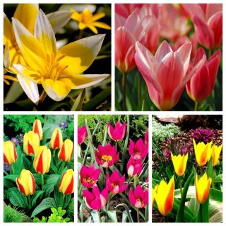 Selección de los primeros tulipanes en flor - 5 variedades - 50 piezas - 