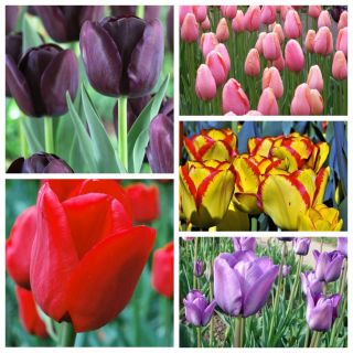 Sen-blomstret tulipan - Farverigt sortvalg - 50 stk - 