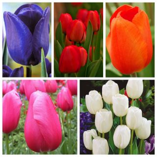 Triumph tulipan - Set primarnih barv - 50 kosov - 