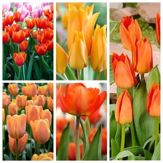 Orange tulipsel valg - 50 stk - 