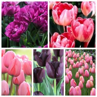 Tulip til udskårne blomster - Udvalg af sorter i nuancer af lilla og lyserøde - 50 stk - 