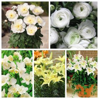 Topfpflanzen-Satz - weiße und cremeweiße Blüten - 5 Kulturvarietäten