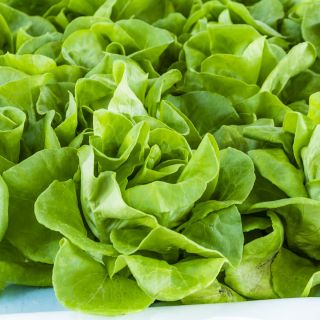 Salat Hoved - May Queen - Coatede frø - 50 frø - Lactuca sativa L. var. Capitata