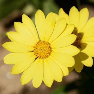 Glandularni rt marigold, Namaqualand daisy, narančasta Namaqualand daisy, Dimorphoteca sinuata syn. Dimorphoteca aurantiaca - 450 sjemenki - Dimorphotheca aurantiaca - sjemenke