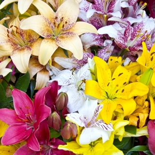 Colourful variety mix – lilies