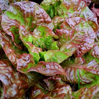 Salad merah-hijau "Carmina" - Lactuca sativa L. var. Capitata - benih