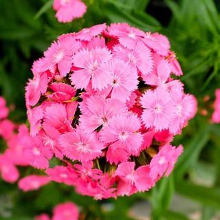 Гвоздика турецкая - розовый - 810 семена - Dianthus barbatus