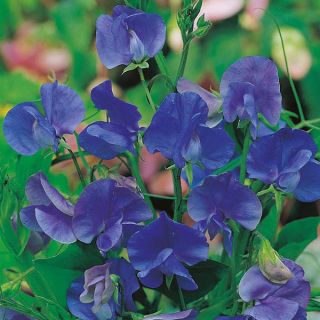 Сладък грах "Royal Navy Blue" - 33 семена - Lathyrus odoratus