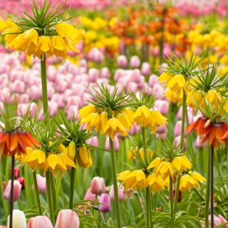 มงกุฎสีเหลืองดอกบัวและดอกทิวลิปสีชมพู - ชุด 18 ชิ้น - 