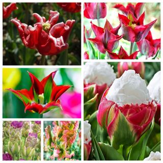 Sæt med de mest originale tulipaner - 6 sorter - 30 stk - 