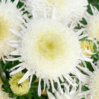 Aster putri tinggi "Cymes" - putih - 450 biji - Callistephus chinensis 