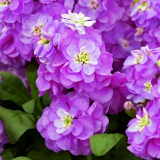 Hoary stock "Varsovia Hala" - crimson-purple; bunga gilly - Matthiola incana annua - benih