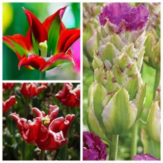 Sada nejoriginálnějších tulipánů - 6 odrůd - 30 ks - 