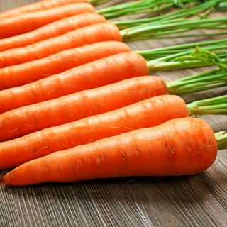 Carrot "Nantes 3" - medium early variety - PELLETED SEEDS - 400 seeds