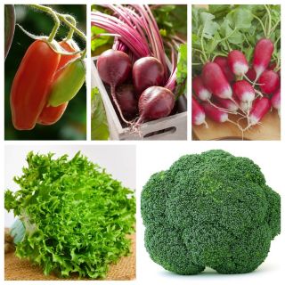 BIO-groenten - bestelnr. 1 - zaden van 5 plantensoorten - 