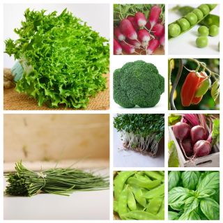 BIO सब्जियां - सेट नं। 2 - 10 वनस्पति प्रजातियों के बीज - 