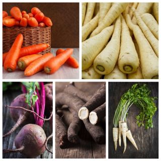Root vegetables - set 1 - seeds of 5 vegetable plant varieties