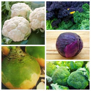 Cabbage vegetables - set 1 - seeds of 5 vegetable plants' species