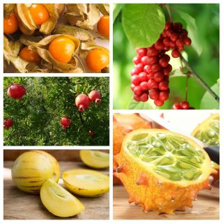 Fruta incomum - sementes de 5 espécies frutíferas - 