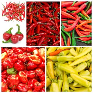 Hot pepper - seeds of 6 varieties