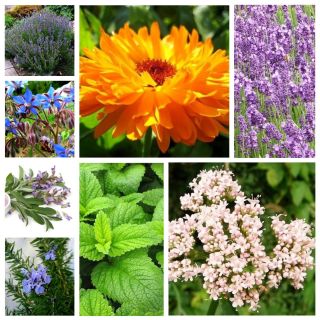 Conjunto de plantas medicinais - sementes de espécies de 8 plantas - 