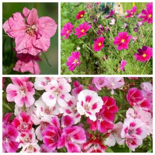 Kvetový mix - Swing - SEED TAPE - Godetia grandiflora, Delphinium cultorum, Cosmos bipinnatus - semená