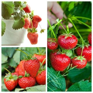 草莓 -  3个开胃品种的种子 -  - 種子
