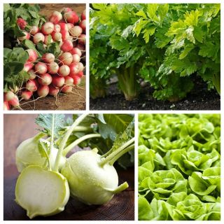 Daržovės, skirtos perpjaustymui - rinkinys Nr. 5 - 4 daržovių rūšių sėklos - 
