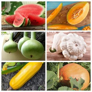 Squash vegetables - set 1 - seeds of 6 vegetable plants' species