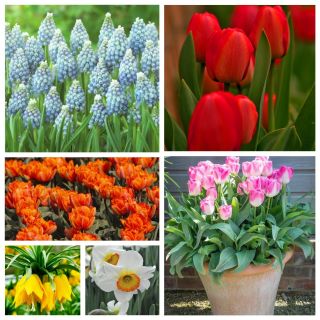 Selection of the most beautiful ornamental plants – large pack!