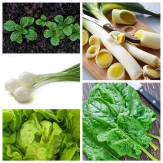 Wintering vegetables' set - set of 5 vegetable plants