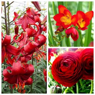 Красная композиция - выбор из 3 видов растений - 54 шт. - 