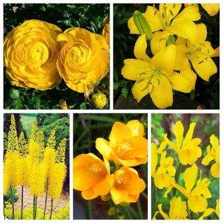 पीले फूल वाले पौधे की रचना - पांच पौधों की प्रजातियों का सेट - 80 पीसी - 