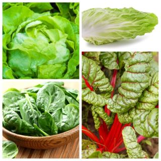 Bladgrøntsager - sæt 2 - frø af 4 vegetabilske planter 'sorter - 