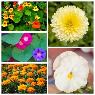 Easily cultivated flowering plants - seeds of 5 plant species