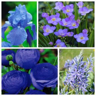 Blå arrangement - Sett med 4 plantearter - 65 stk - 
