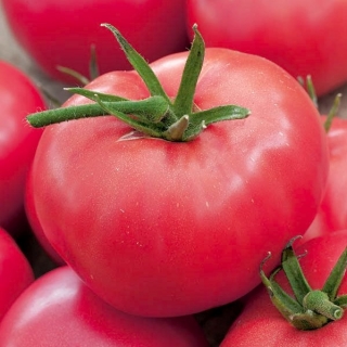 الحقل ، نوع التوت الطماطم "أدونيس" - Lycopersicon esculentum Mill  - ابذرة