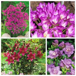 Udvælgelse af lilla blomsterplanter - 4 arter - 100 stk - 