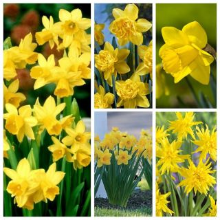 Selection of yellow–flowered daffodils – 70 pcs