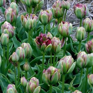 튤립 보아 비스타 - 5 개 - Tulipa Boa Vista