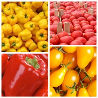 Pepper + tomato - seeds of 4 vegetable plants' species