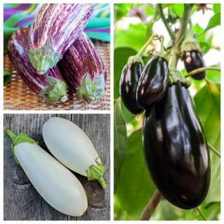 Aubergine (aubergine) - zaden van de variëteit van 3 groenteplanten - 