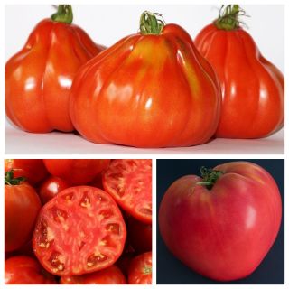 옥스 하트 토마토 - 3 가지 식물의 품종 세트 -  - 씨앗
