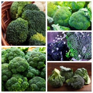 Broccoli - set of seeds of 5 varieties