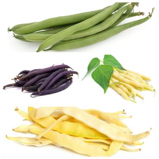 Frijol francés - conjunto de semillas de 4 variedades vegetales. - 