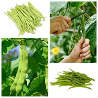 ग्रीन फ्रेंच बीन - 4 वनस्पति पौधों की किस्मों के बीज का सेट - 