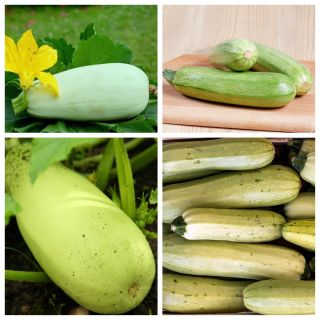 Marrow - frø av 4 vegetabilske planter 'varianter - 