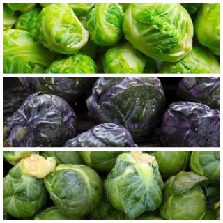 Brussels sprouts - Set 2 - seeds of 3 vegetable plant varieties