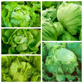 Head lettuce - seeds of 5 vegetable plant varieties